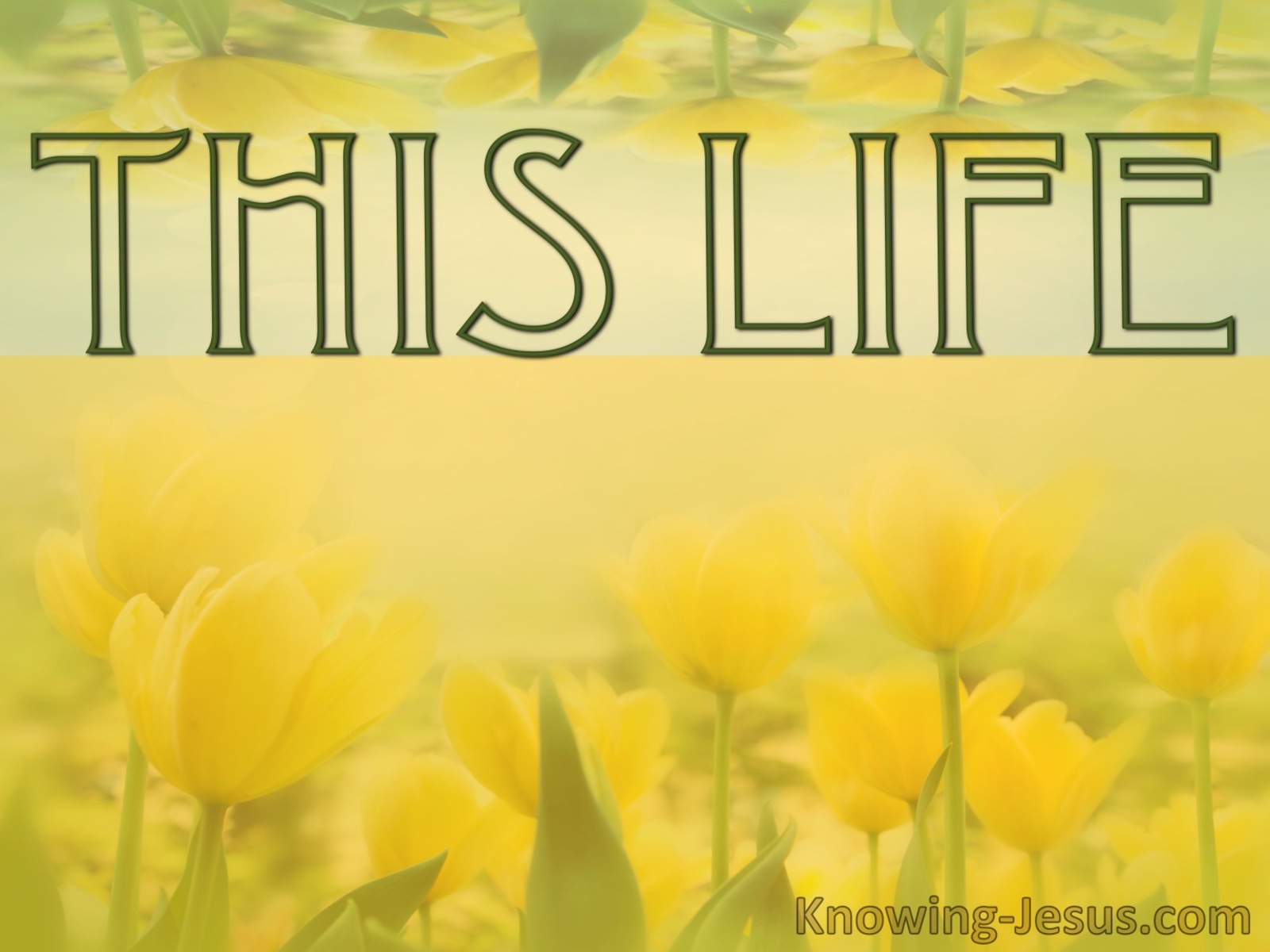 This Life (devotional)05-13 (yellow)